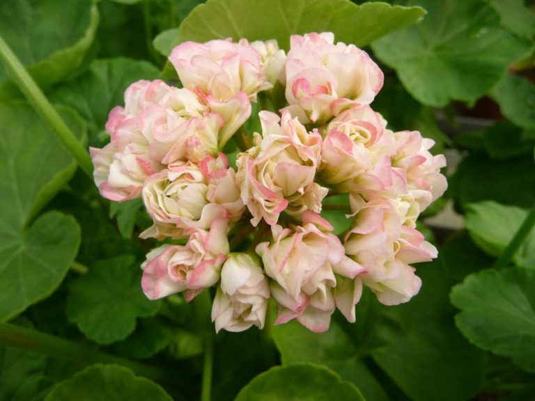 Пеларгония appleblossom rosebud фото и описание